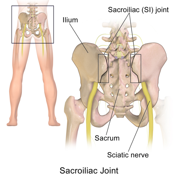 sacroiliac joint aka 'back dimples'